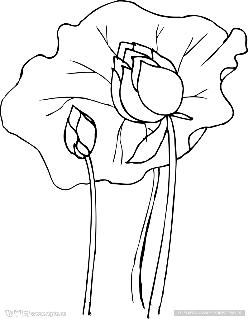 荷花