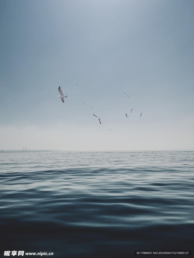 海鸥