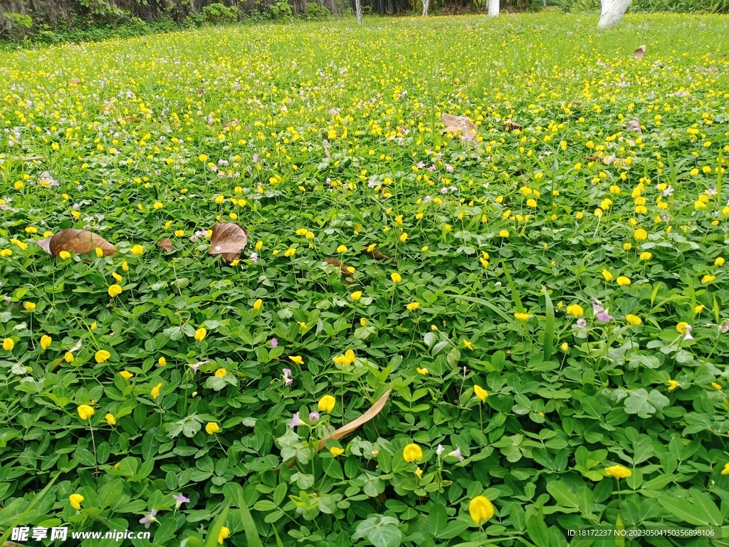 绿草地