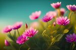 秋英花瓣