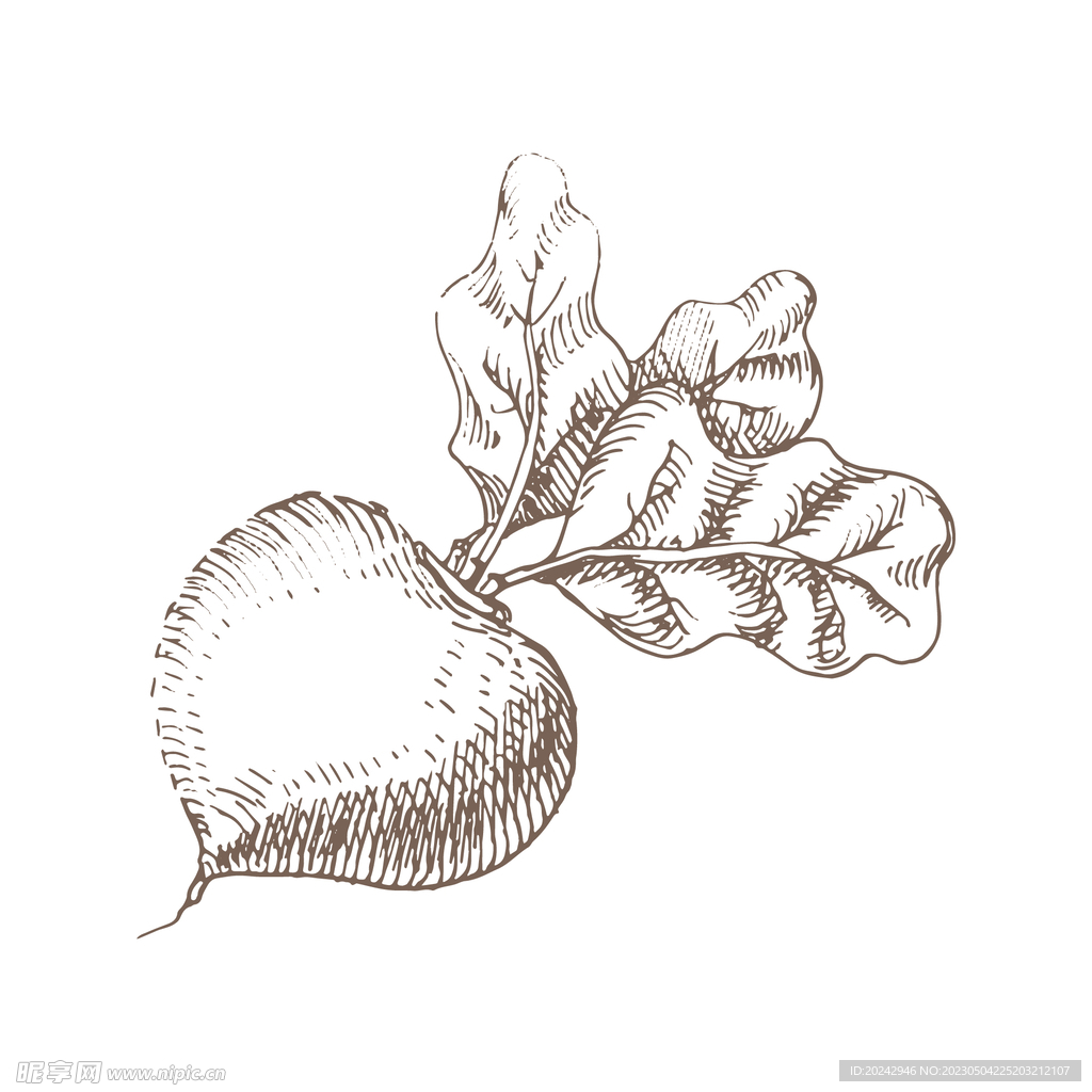 甜菜素描稿  