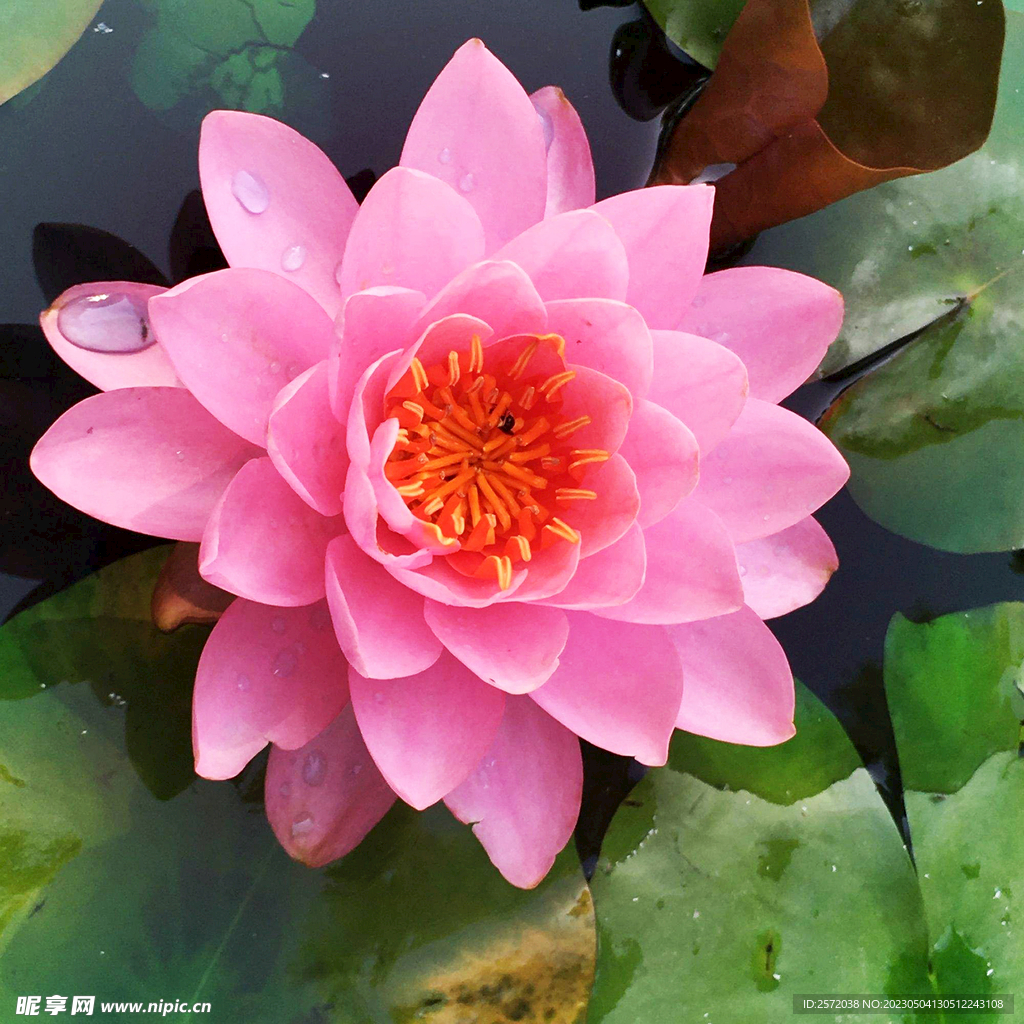 睡莲美