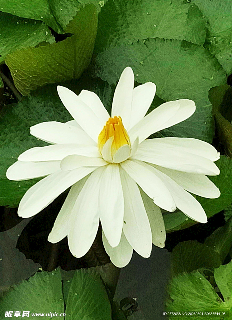 睡莲美