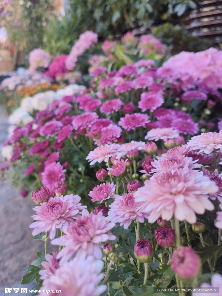 庭院中的菊花