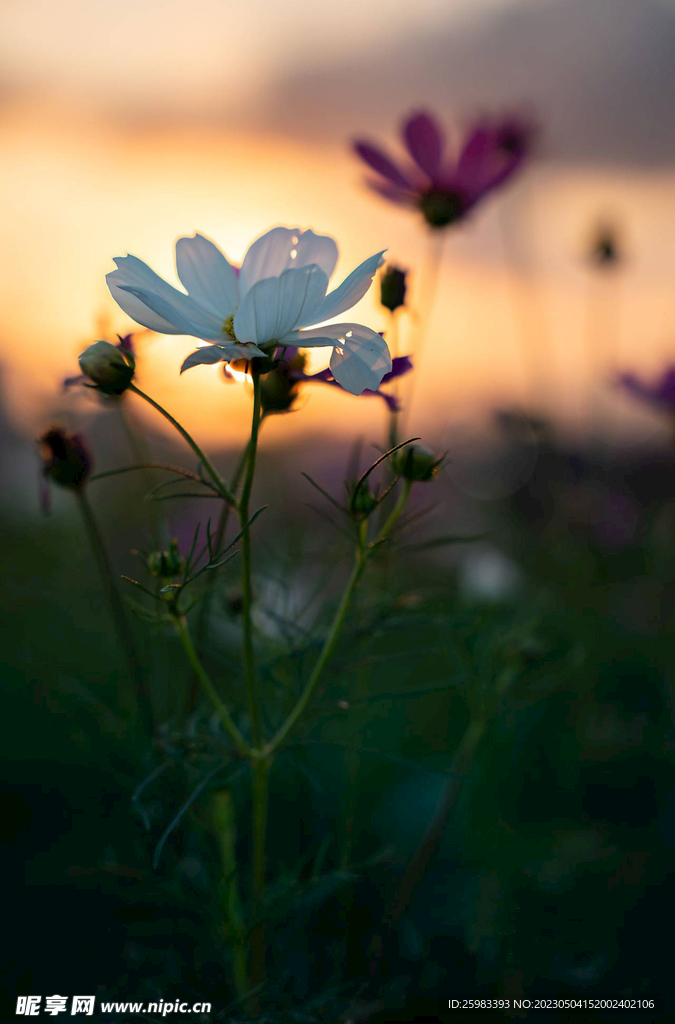 野外的菊花