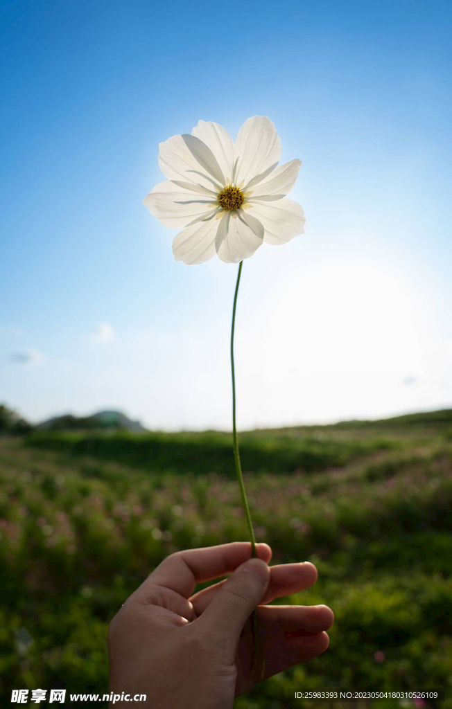 春天的野花