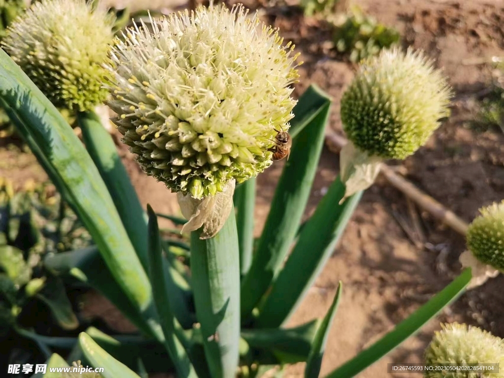 田野大葱上的蜜蜂