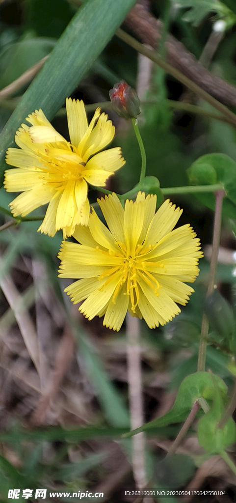 苦菜花