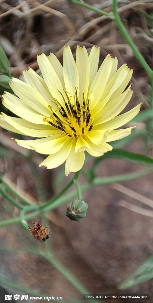 苦菜花