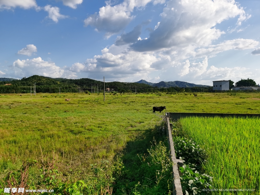 田园草地风光