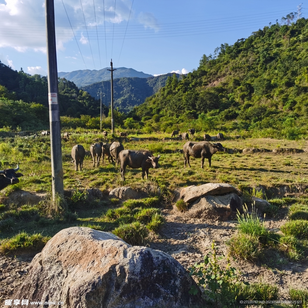 丘陵景观 森林 草地 牛群