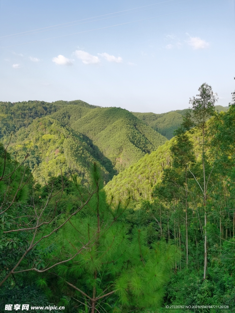 自然森林风景