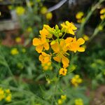 黄色油菜花