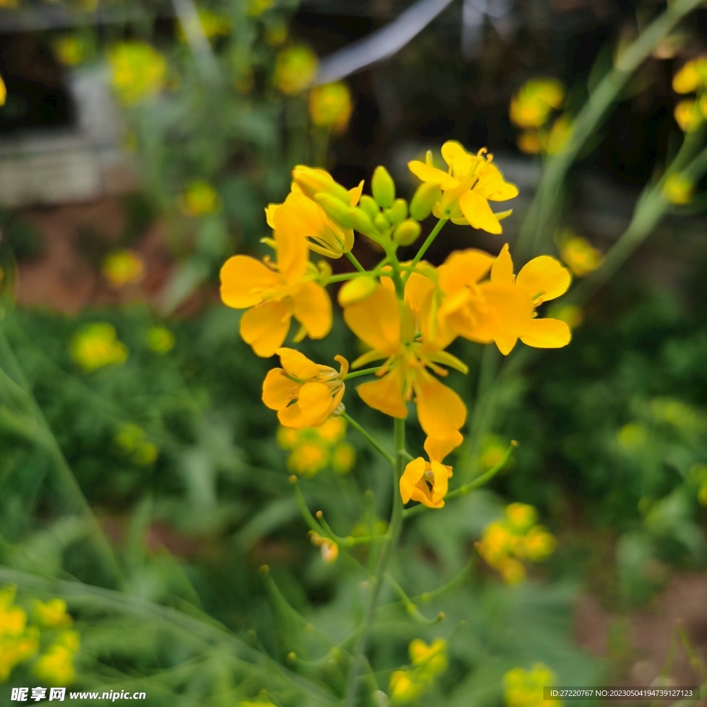 黄色油菜花