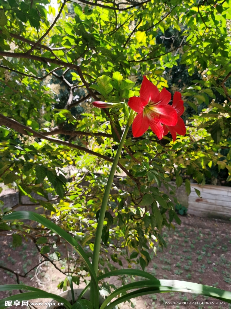 盛开美丽花朵