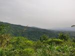 绿色森林风景
