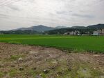 绿色田园