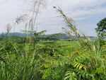 田园风景