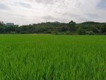 田园素材