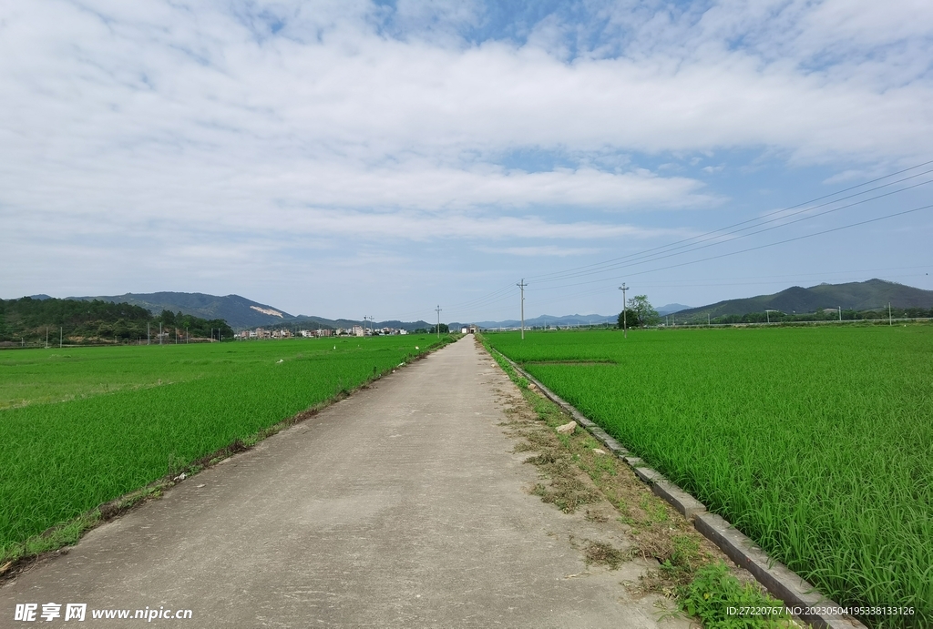 稻田风光