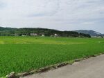 乡间稻田风景