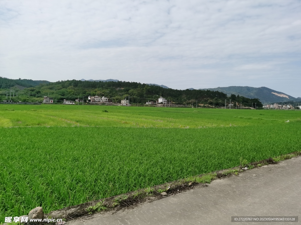 乡间稻田风景