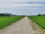 绿油油稻田