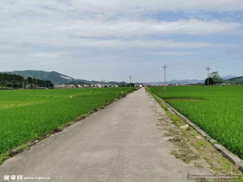 绿油油稻田