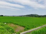 春天稻田