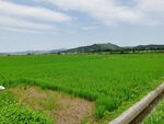 田园素材
