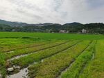 绿油油稻田
