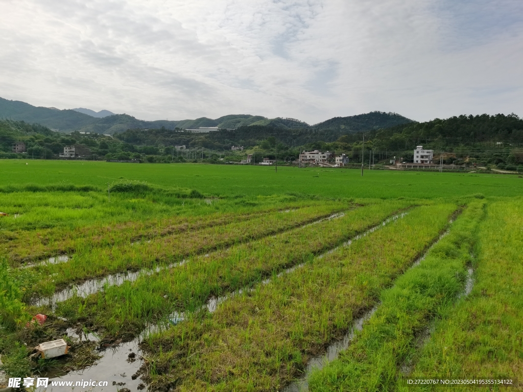 绿油油稻田