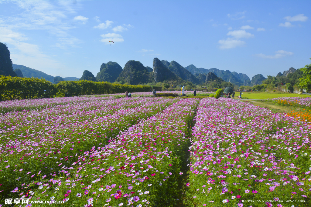 峰林花海