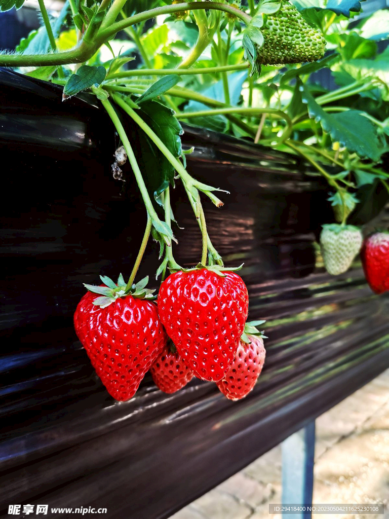 大棚草莓种植