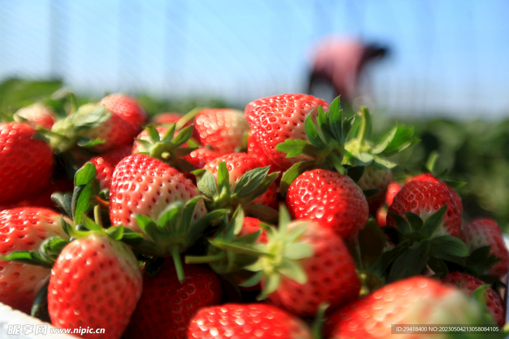 大棚摘草莓