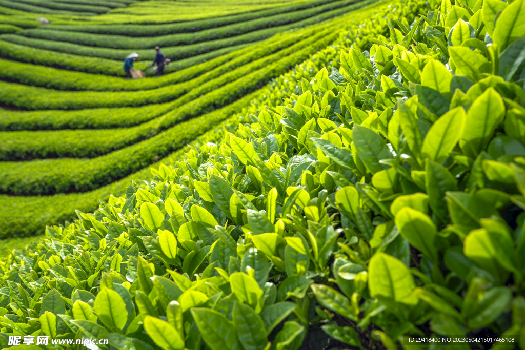  茶叶近景特写细节摄影