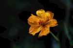 黄花