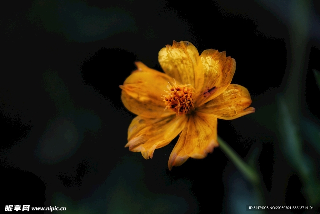 黄花