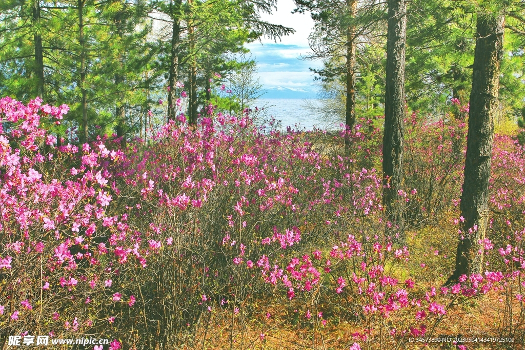 湖边杜鹃花