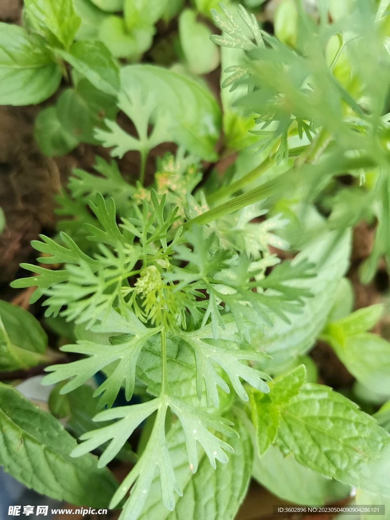 香菜叶