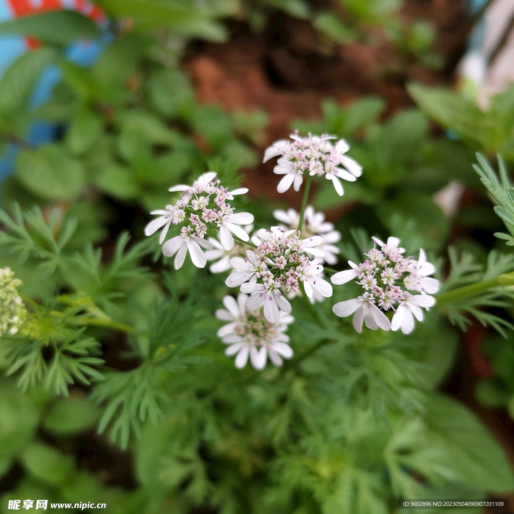 香菜花摄影图__花草_生物世界_摄影图库_昵图网nipic.com