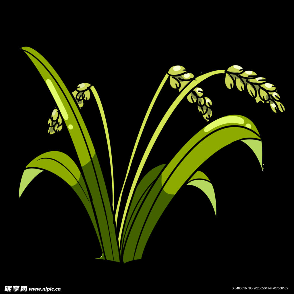 水稻手绘