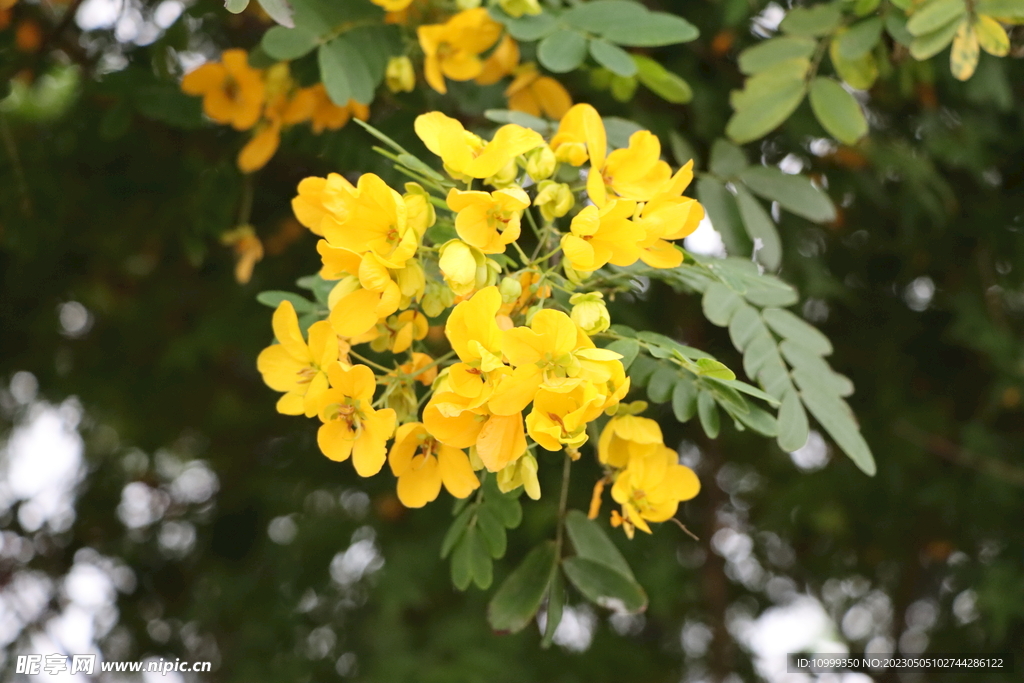 黄槐决明花