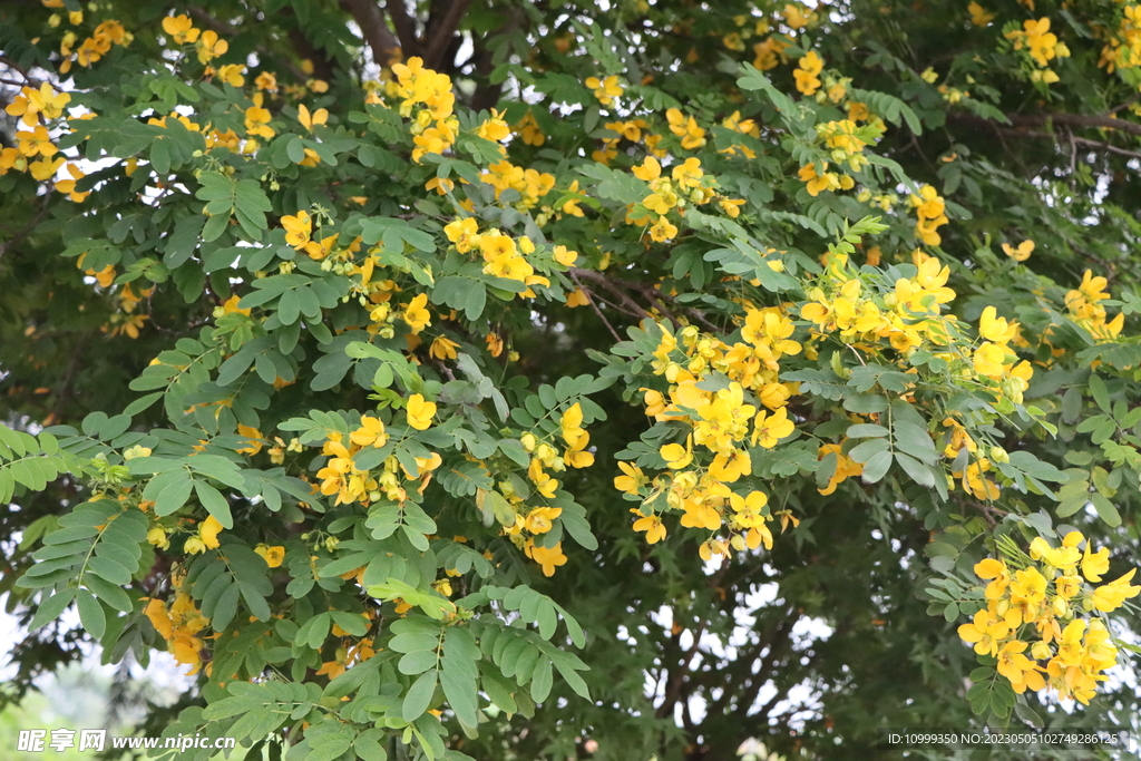 黄槐决明花