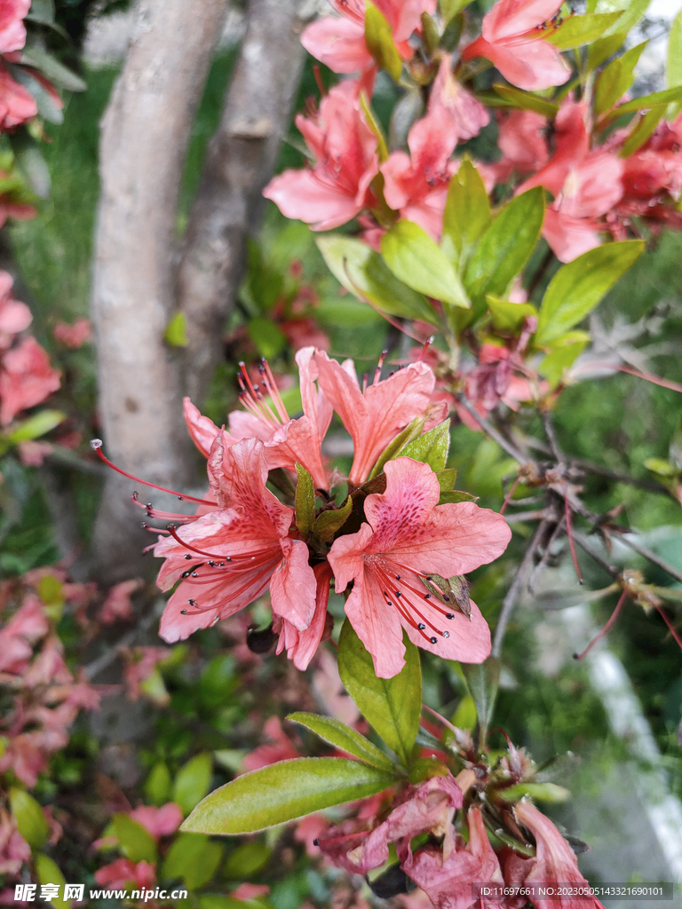 杜鹃花