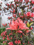 杜鹃花