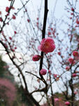 梅花