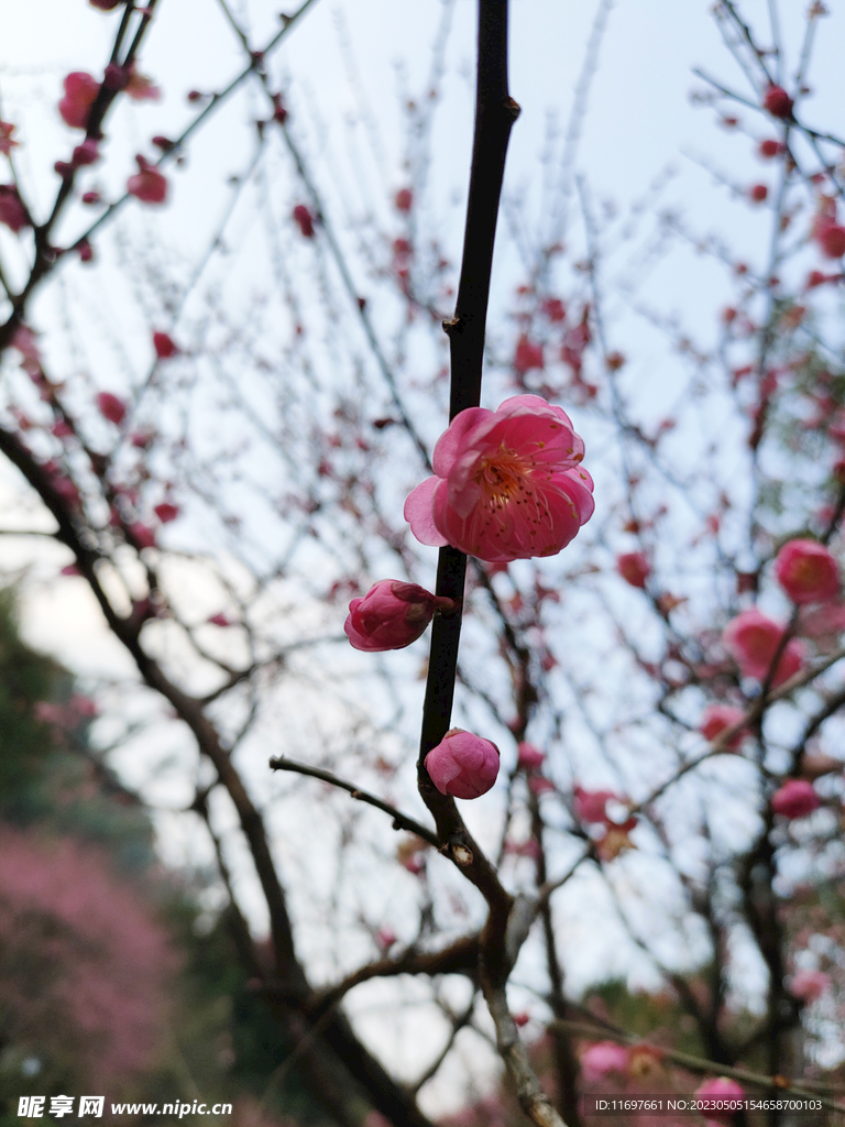 梅花