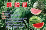 麒麟瓜海报