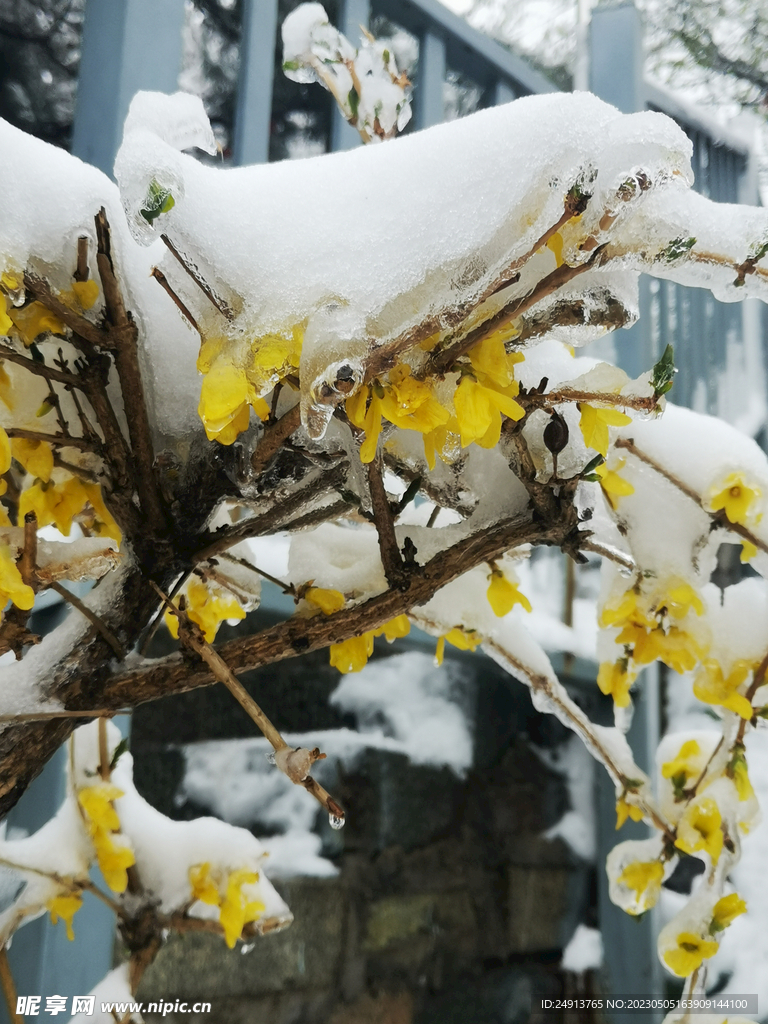 雪枝